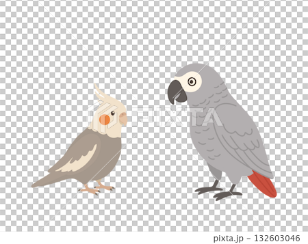 一隻玄鳳鸚鵡和一隻灰鸚鵡面對面站著的插圖 132603046