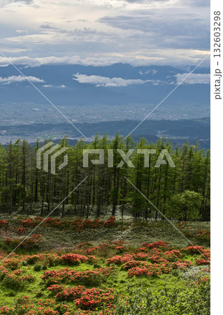 レンゲツツジ咲く美ヶ原高原 132603298