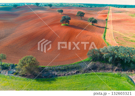 Arable field in autumn. Olive trees on the field. Rural landscape. Rolling fields on the hills. Alvalade, Portugal 132603321