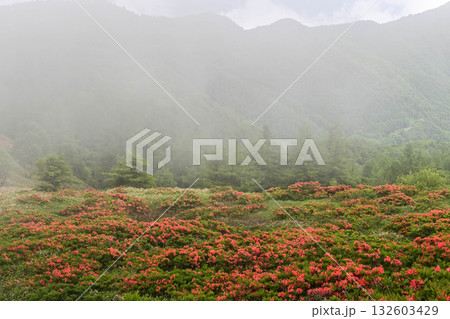 レンゲツツジ咲く霧の美ヶ原高原 132603429