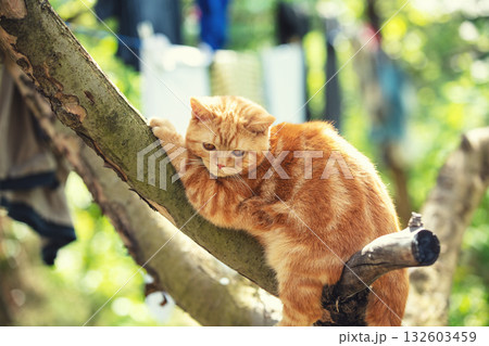 Funny red kitten sitting on a tree in the spring garden Funny red kitten sitting on a tree in the spring garden 132603459
