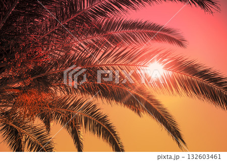 Palm tree leaves against gradient sunset sky. Tropical nature background; Palm tree leaves against gradient sunset sky. Tropical nature background; 132603461