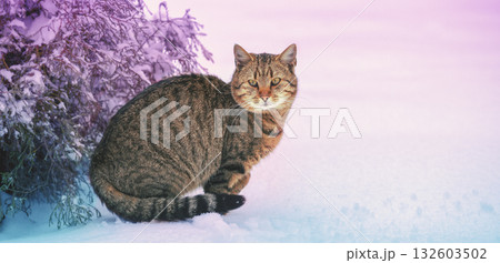Portrait of a cat outdoors in snowy winter. Cat siting in snow near fir tree in the forest Horizontal banner Portrait of a cat outdoors in snowy winter. Cat siting in snow near fir tree in the forest Horizontal banner 132603502