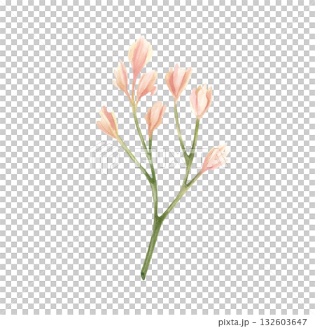 Beige freesia bud on branch. Delicate pink curved flower. Botanical floral twig. Watercolor illustration isolated from background. Wildflower for your design on invitation, cards, spring holidays Beige freesia bud on branch. Delicate pink curved flower. Botanical floral twig. Watercolor illustration isolated from background. Wildflower for your design on invitation, cards, spring holidays 132603647