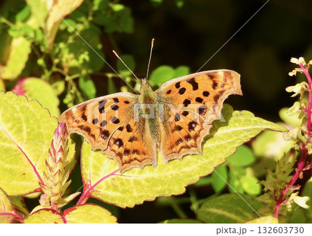 キタテハ キタテハ 132603730