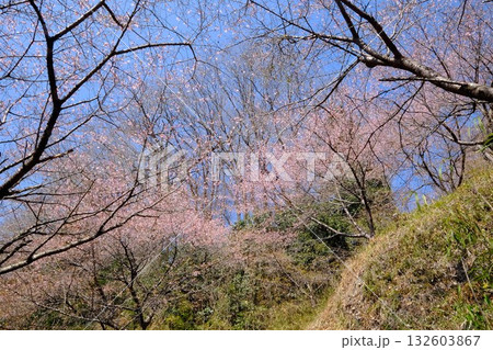 山斜面に咲く河津桜と雑木林　【相模原市津久井　3月】 132603867