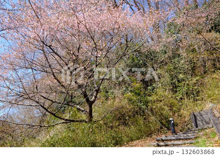 散歩道の河津桜 【相模原市津久井 3月】 散歩道の河津桜 【相模原市津久井 3月】 132603868