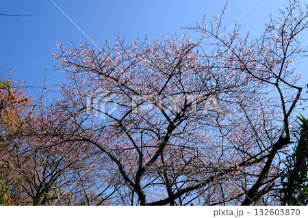 春を告げる河津桜　【相模原市津久井　3月】 132603870