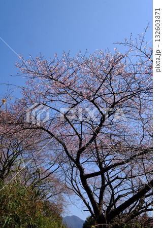 春を知らせる河津桜　【相模原市津久井　3月】 132603871