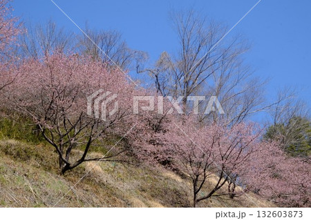 山斜面の河津桜 【相模原市津久井 3月】 山斜面の河津桜 【相模原市津久井 3月】 132603873