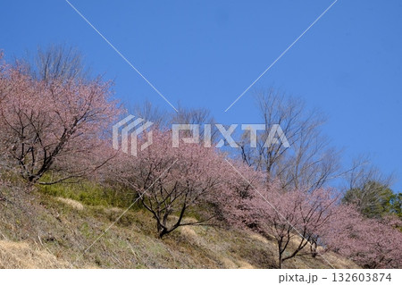 河津桜　山斜面に咲く　【相模原市津久井　3月】 132603874