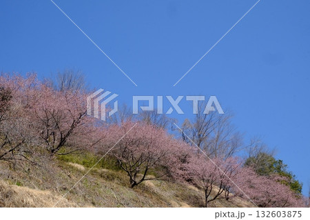 河津桜咲く山斜面　【相模原市津久井　3月】 132603875