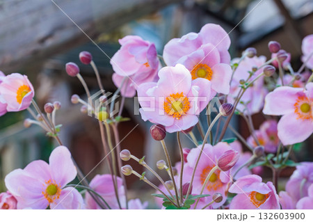 秋のガーデンの美しく咲くシュウメイギクの花のクローズアップ 秋のガーデンの美しく咲くシュウメイギクの花のクローズアップ 132603900