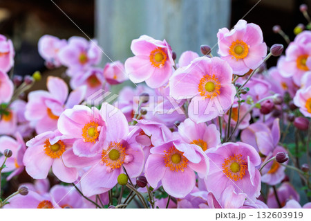 秋のガーデンの美しく咲くシュウメイギクの花のクローズアップ 132603919