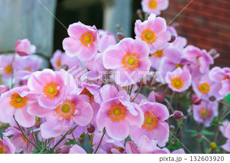 秋のガーデンの美しく咲くシュウメイギクの花のクローズアップ 132603920