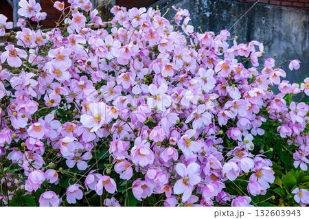 秋のガーデンで沢山の花を美しく咲く咲かせるシュウメイギクの花 秋のガーデンで沢山の花を美しく咲く咲かせるシュウメイギクの花 132603943