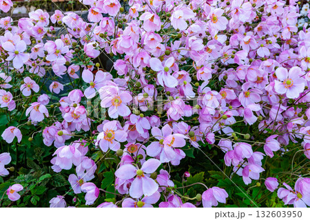 秋のガーデンで沢山の花を美しく咲く咲かせるシュウメイギクの花 秋のガーデンで沢山の花を美しく咲く咲かせるシュウメイギクの花 132603950