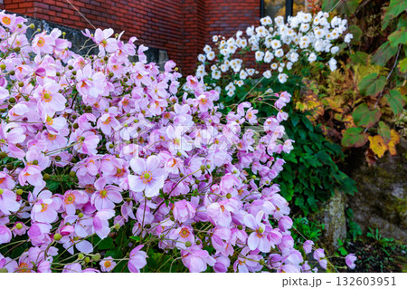 秋のガーデンで沢山の花を美しく咲く咲かせるシュウメイギクの花 132603951