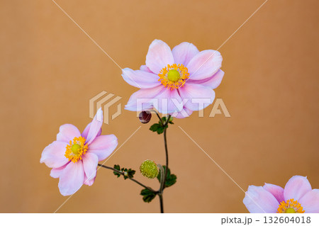 ベージュ色の背景で美しく咲くシュウメイギクの花 132604018