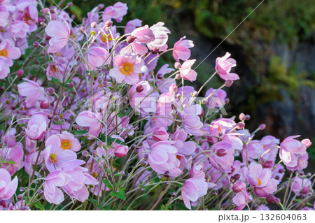 秋のガーデンでシュウメイギクの花が美しく咲く光景 132604063