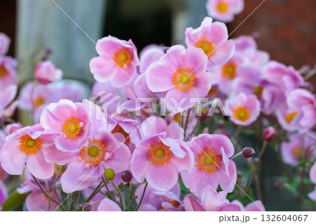 秋のガーデンでシュウメイギクの花が美しく咲く光景 秋のガーデンでシュウメイギクの花が美しく咲く光景 132604067
