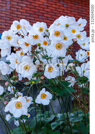 ガーデンで咲く美しい白いシュウメイギクの花 ガーデンで咲く美しい白いシュウメイギクの花 132604080