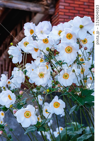 ガーデンで咲く美しい白いシュウメイギクの花 ガーデンで咲く美しい白いシュウメイギクの花 132604083