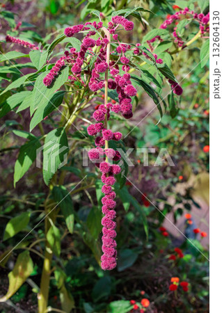 秋のガーデンで咲くヒモゲイトウの花 132604130