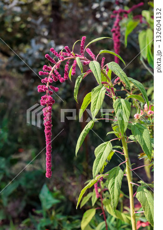 秋のガーデンで咲くヒモゲイトウの花 132604132