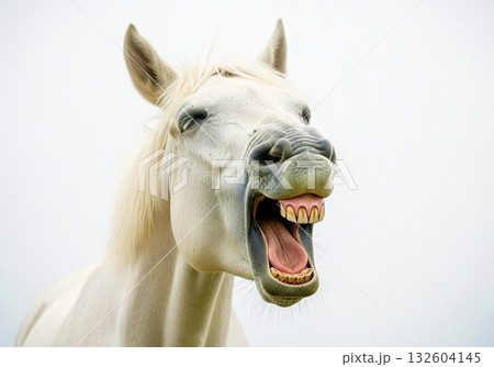 笑う馬 132604145