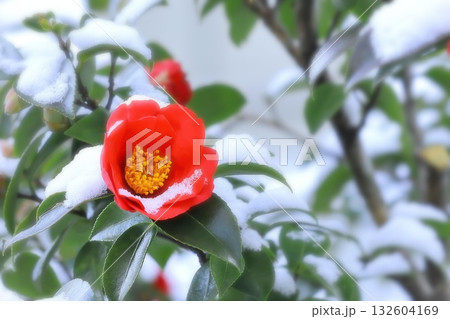 寒さに負けず咲き誇る山茶花の花 寒さに負けず咲き誇る山茶花の花 132604169