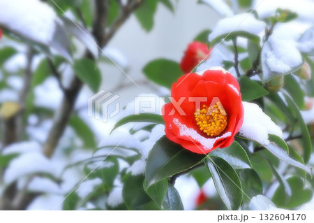 寒さに負けず咲き誇る山茶花の花 寒さに負けず咲き誇る山茶花の花 132604170