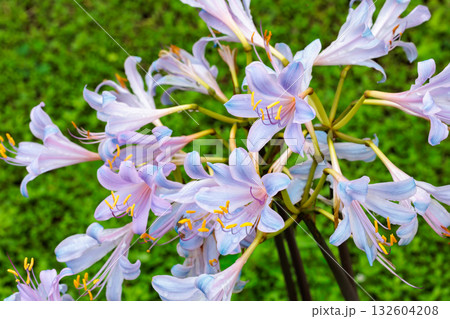 秋のガーデンで咲く青ピンクのナツズイセンの花 132604208