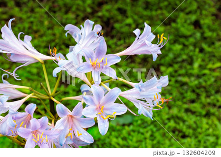 秋のガーデンで咲く青ピンクのナツズイセンの花 132604209