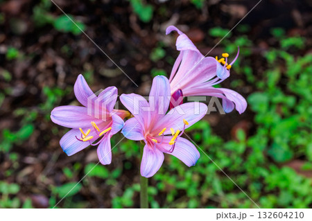 秋のガーデンで咲く青ピンクのナツズイセンの花 秋のガーデンで咲く青ピンクのナツズイセンの花 132604210