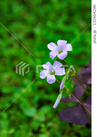 ガーデンの日陰で美しく咲くインカカタバミの花 132604290