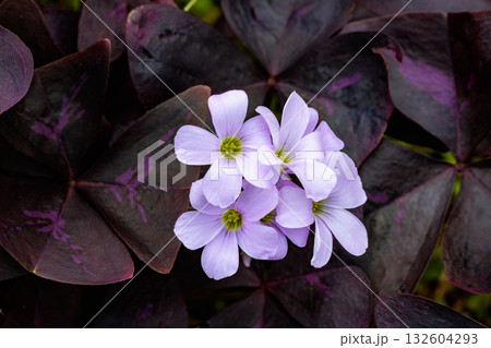 ガーデンの日陰で美しく咲くインカカタバミの花 132604293