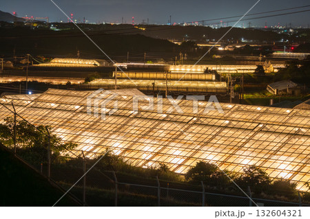 《愛知県》電照菊・ビニールハウスが輝く夜景 132604321