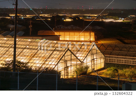 《愛知県》電照菊・ビニールハウスが輝く夜景 132604322
