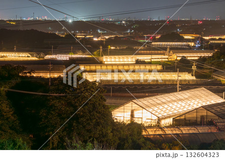 《愛知県》電照菊・ビニールハウスが輝く夜景 132604323