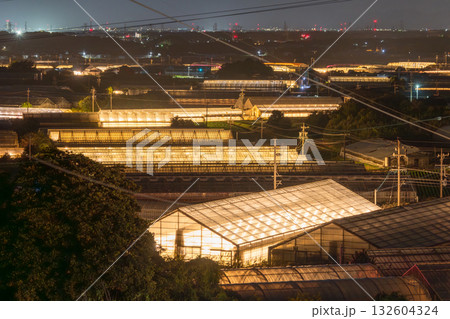 《愛知県》電照菊・ビニールハウスが輝く夜景 132604324