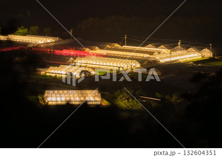 《愛知県》電照菊・ビニールハウスが輝く夜景 132604351