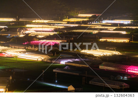 《愛知県》電照菊・ビニールハウスが輝く夜景 132604363