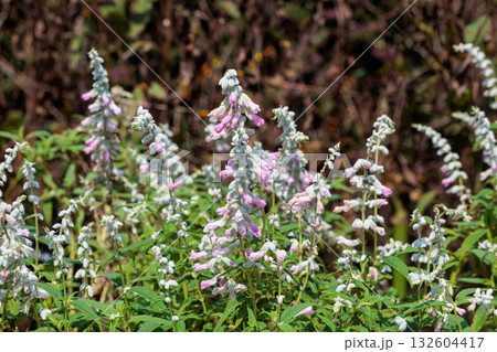 秋のガーデンで美しく咲くサルビア レウカンサ フェアピンクの花   132604417