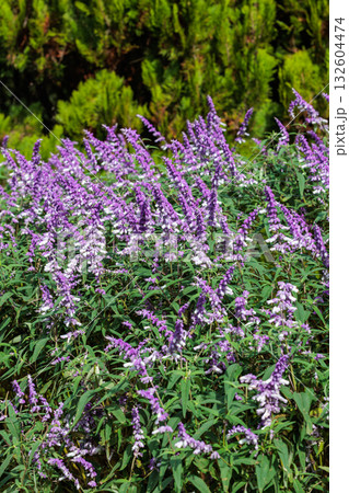 秋に咲くガーデンのメキシカンセージの花 132604474