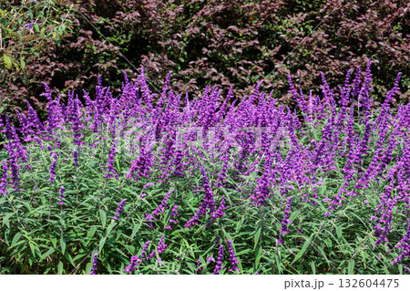 秋に咲くガーデンのメキシカンセージの花 秋に咲くガーデンのメキシカンセージの花 132604475