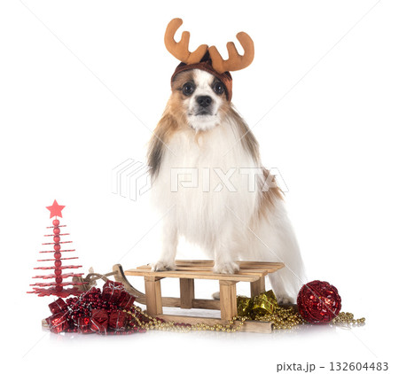 papillon dog in studio papillon dog in studio 132604483