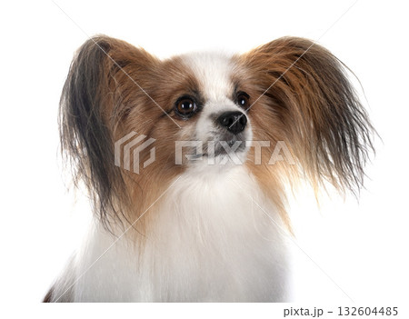 papillon dog in studio papillon dog in studio 132604485