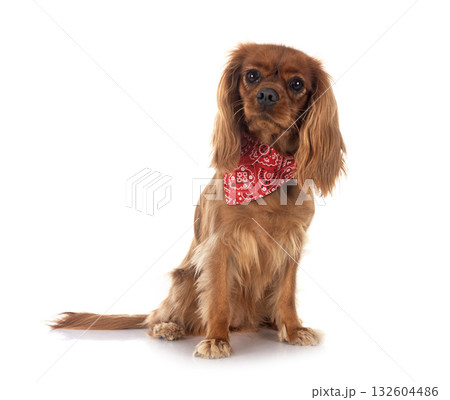 cavalier king charles in studio 132604486