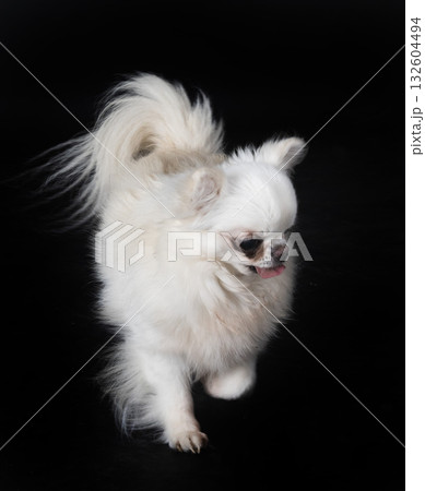 chihuahua in studio 132604494